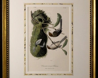 Authentic Antique First Edition John James Audubon octavo