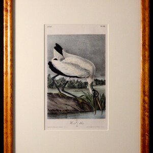 Authentic Antique First Edition John James Audubon octavo