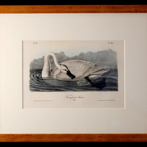 Authentic Antique First Edition John James Audubon octavo