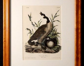 Authentic Antique First Edition John James Audubon octavo