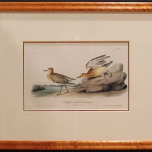 Authentic Antique First Edition John James Audubon octavo