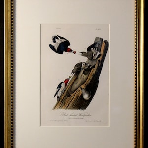 Authentic Antique First Edition John James Audubon octavo