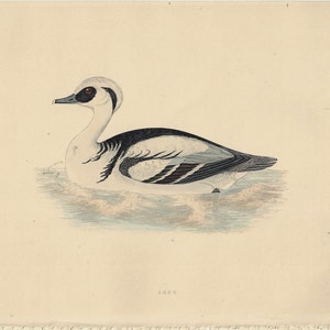 Original Antique FRANCIS ORPEN MORRIS &quot;Smew&quot; 1870 Antique Hand Color Bird Print