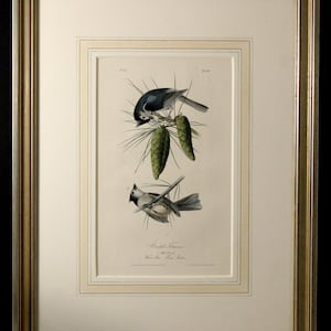 Authentic Antique First Edition John James Audubon octavo