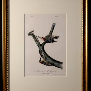 Authentic Antique First Edition John James Audubon octavo