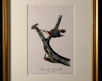 Authentic Antique First Edition John James Audubon octavo