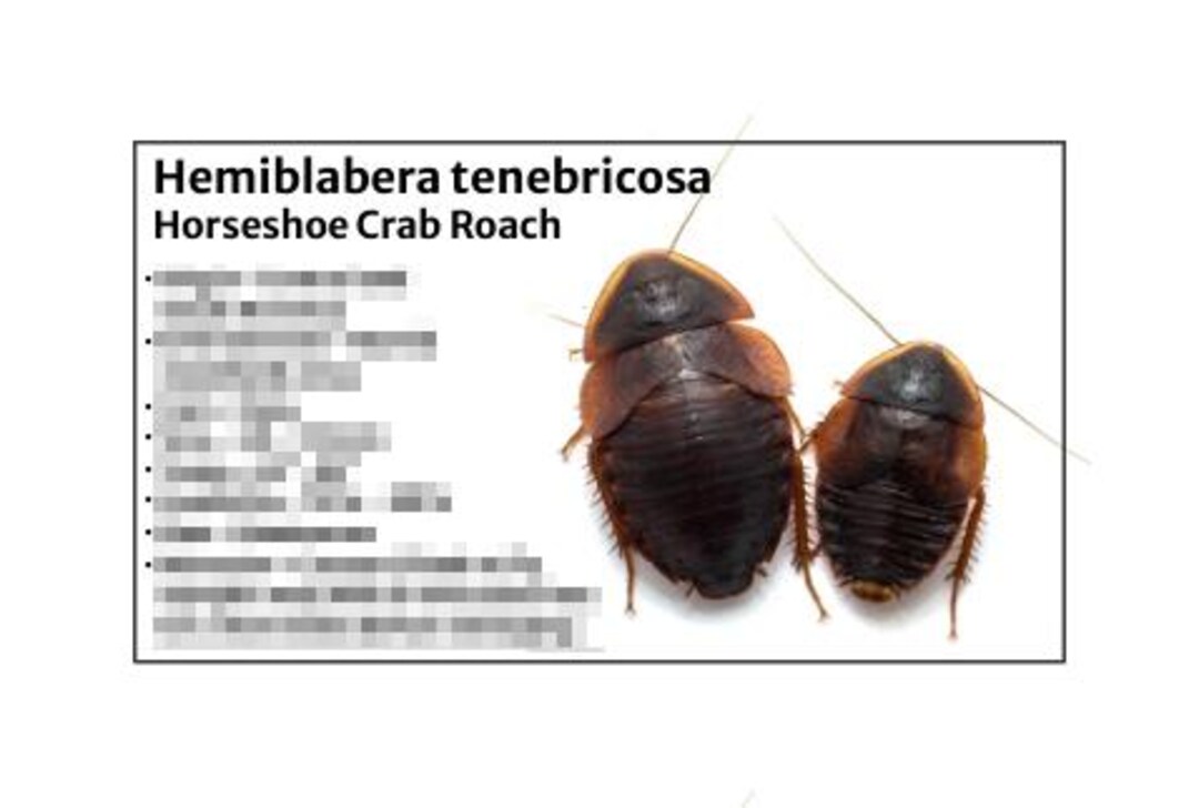 Roaches Label Horseshoe Crab Roach -species Tank Identification Cards Waterproof ...