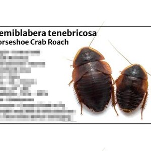 May include: Two dark brown Horseshoe Crab Roaches, Hemiblabera tenebricosa, are displayed on a white background. The roaches have segmented bodies and long antennae. Text on the left side of the image provides additional information.