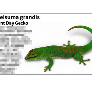 Gecko - Lizards - Species Tank Identification Cards Waterproof Laminated/Bin Labels