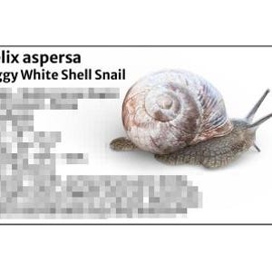 May include: A close-up of a snail with a foggy white shell. The snail's shell is a light brown color with a spiral pattern. The snail's body is a gray color. The text "Helix aspersa Foggy White Shell Snail" is in the upper left corner.