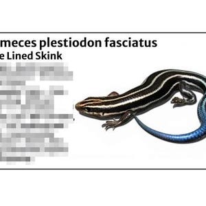 May include: A Five-Lined Skink lizard with a black and white striped body and a blue tail. The image includes the text "Eumeces plestiodon fasciatus" and "Five Lined Skink". The lizard is on a white background.