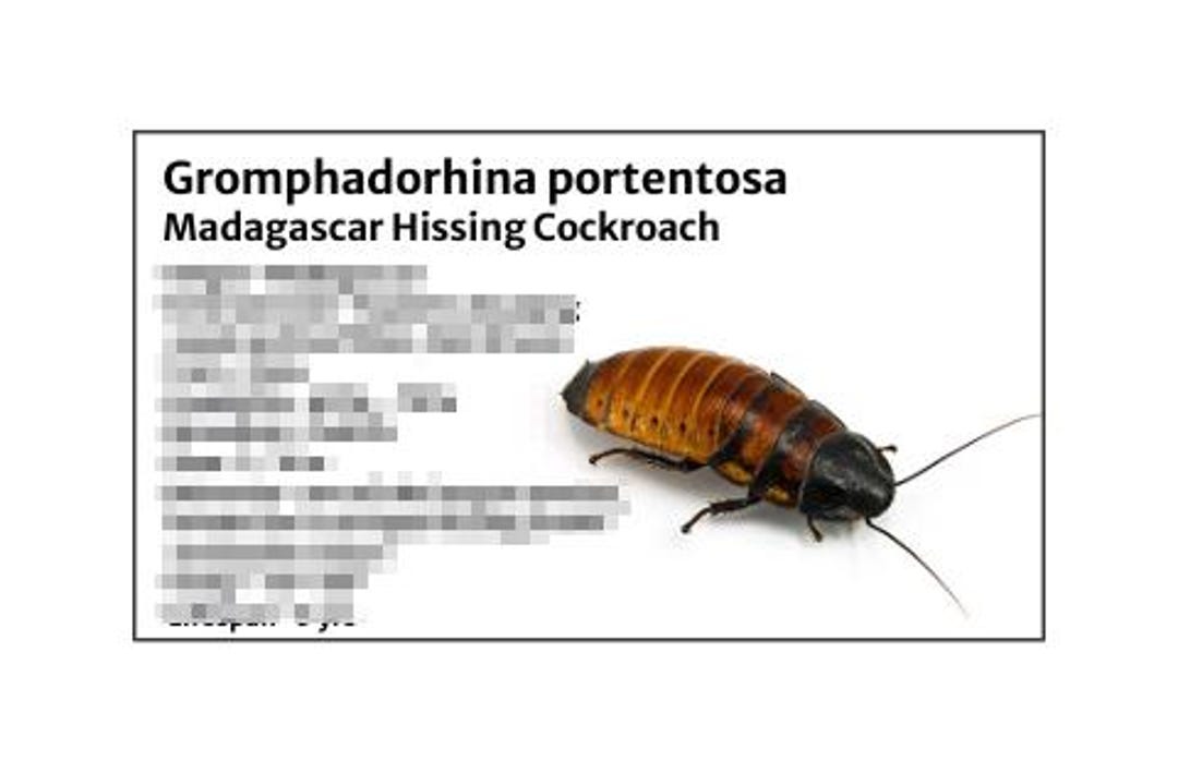 Madagascar Hissing Cockroach -species Tank Identification Cards ...