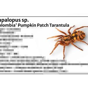 May include: A 'Colombia' Pumpkin Patch Tarantula, Hapalopus sp., is displayed on a white background. The spider has a brown body with orange and black markings. The image includes text that reads "Hapalopus sp. 'Colombia' Pumpkin Patch Tarantula".