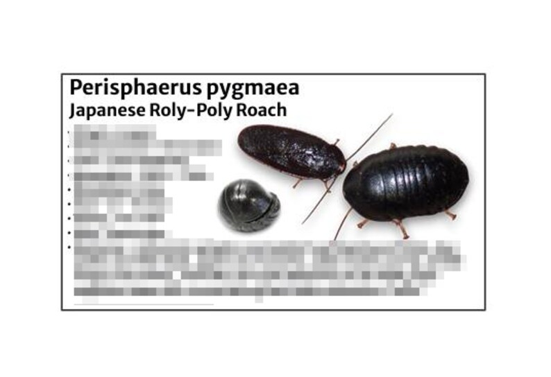 Japanese Roly-poly Roach -species Tank Identification Cards Waterproof ...