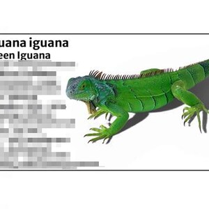 May include: A vibrant green iguana with a spiky dorsal crest and a long tail. The reptile is set against a white background, with the text "Iguana iguana Green Iguana" in the upper left corner.