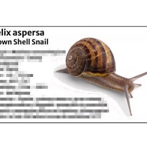 May include: A Brown Shell Snail, Helix aspersa, is shown on a white background. The snail has a brown and tan striped shell and a light brown body. The image includes the text "Helix aspersa Brown Shell Snail".