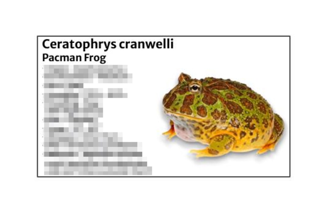 Infected Pacman Frog Identification Reference: Pacman Frog Cranwelli Species Tank Identification Cards Waterproof