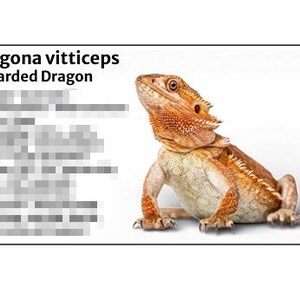 May include: A close-up of a Bearded Dragon, a reptile with a spiky, orange and tan body. The dragon is positioned on a white background, with the text "Pogona vitticeps Bearded Dragon" in the upper left corner.