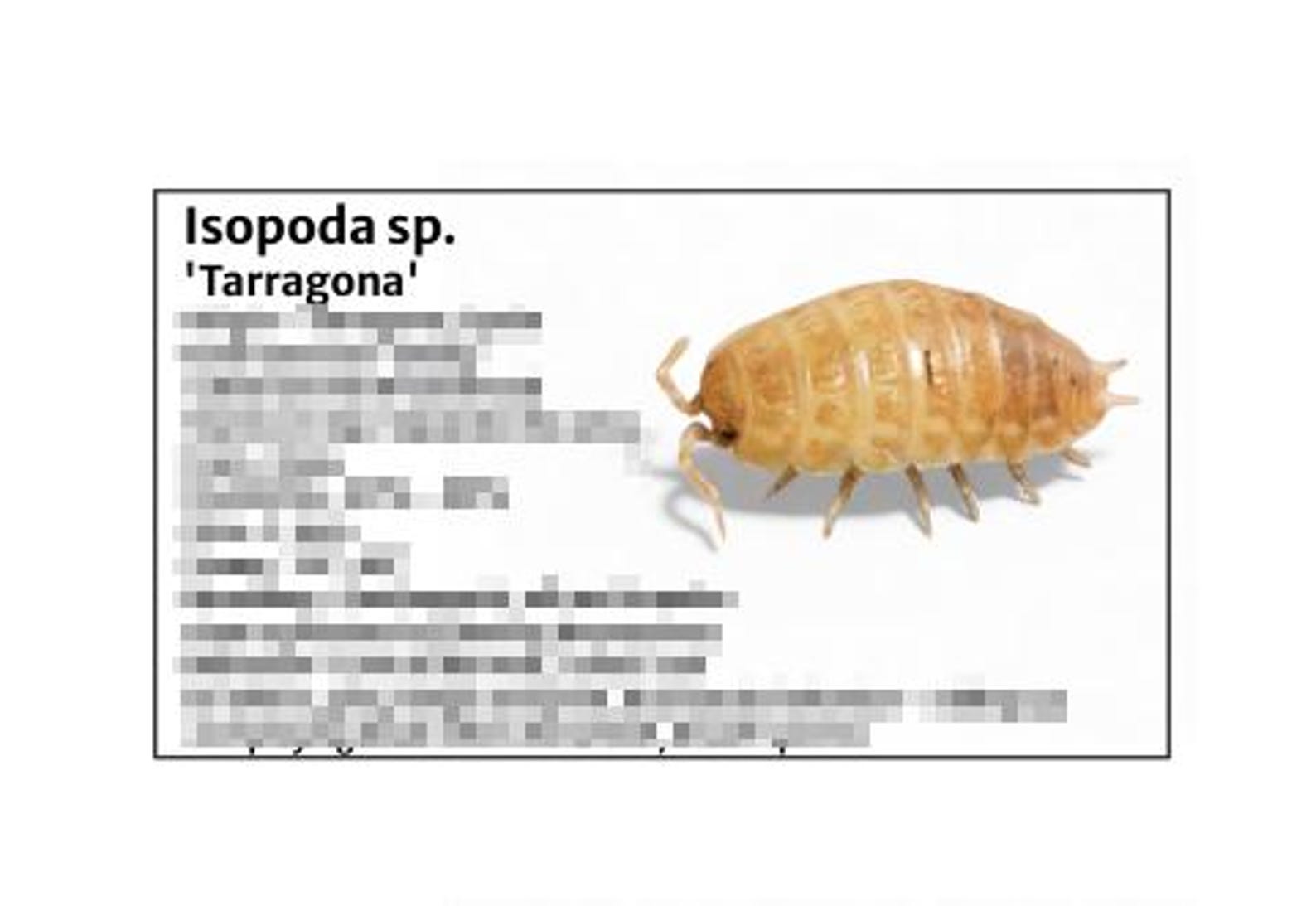 Isopoda -species Tank Identification Cards Waterproof Laminated/bin ...