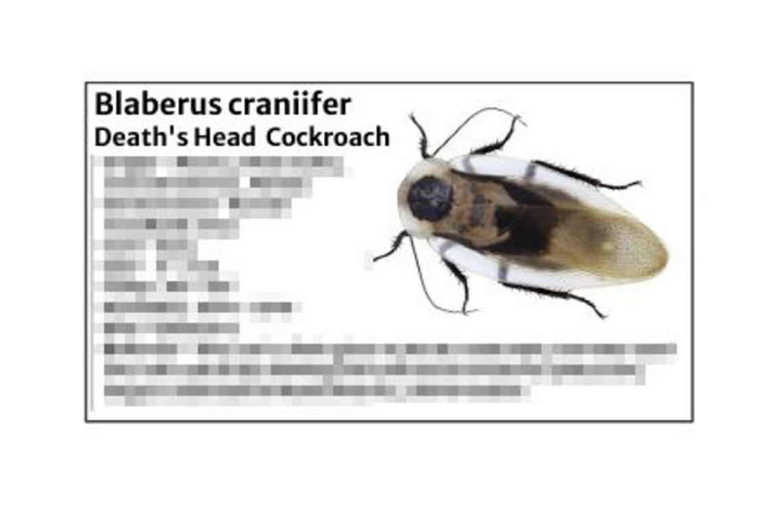 Death's Head Cockroach -species Tank Identification Cards Waterproof ...