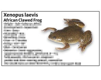 African Clawed Frog - Species Tank Identification Cards Waterproof Laminated