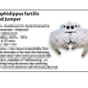 May include: A close-up of a white and gray jumping spider, Paraphidippus fartilis, with multiple eyes and hairy legs. The text "Cloud Jumper" is above the spider. The background is white.