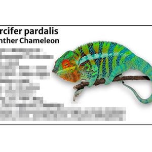 May include: A vibrant Panther Chameleon, Furcifer pardalis, perches on a branch. Its body displays a striking pattern of turquoise, green, and yellow stripes, with an orange head and red eyes. The image includes the text "Furcifer pardalis Panther Chameleon."