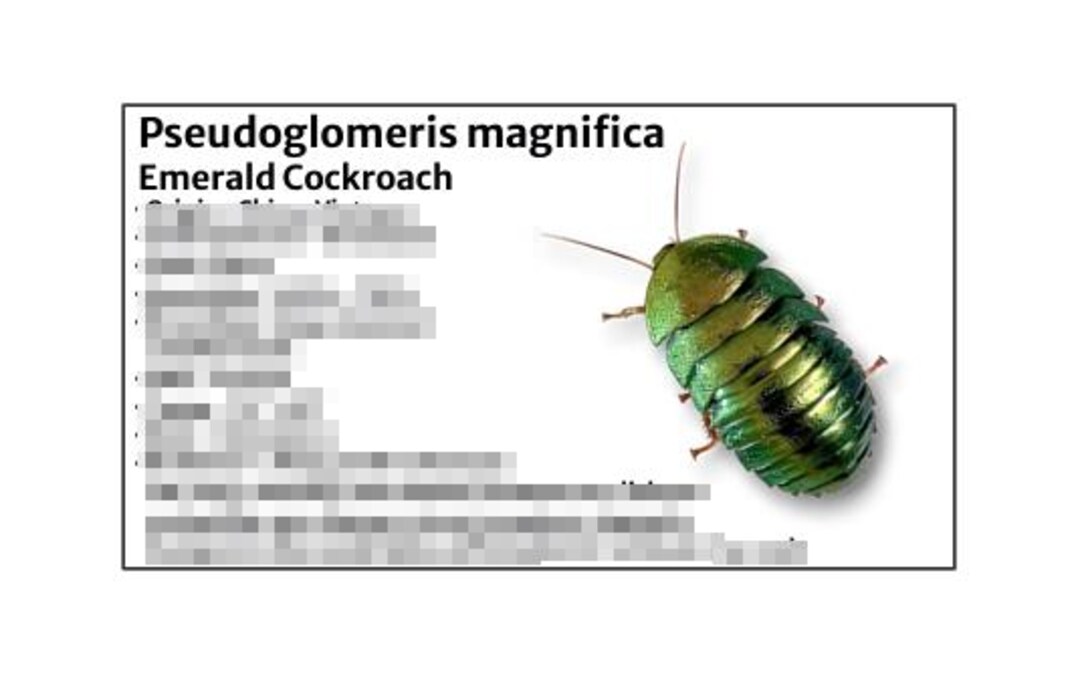 Emerald Cockroach -species Tank Identification Cards Waterproof ...