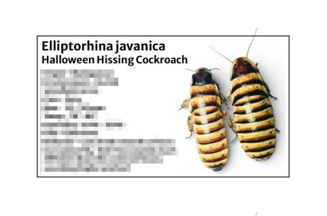 Halloween Hissing Cockroach -species Tank Identification Cards ...