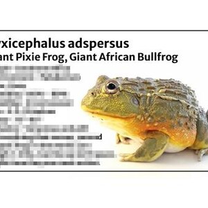 May include: A Giant Pixie Frog, also known as a Giant African Bullfrog, is shown in a photograph. The frog has a textured, olive-green back and a yellow and orange underbelly. The image includes the scientific name and common names.