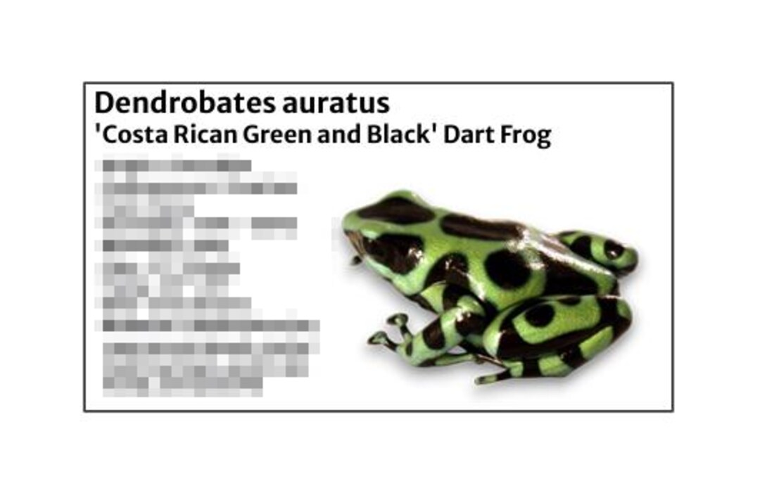 Costa Rican Green and Black Dart Frog- Species Tank Identification ...