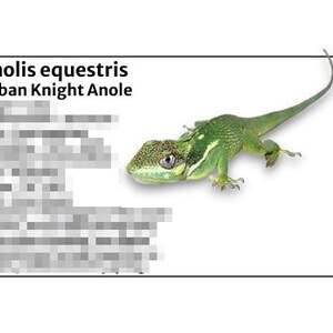May include: A green Cuban Knight Anole lizard with a long tail, set against a white background. The lizard has a textured, speckled head and a white stripe along its side. Text reads "Anolis equestris Cuban Knight Anole".