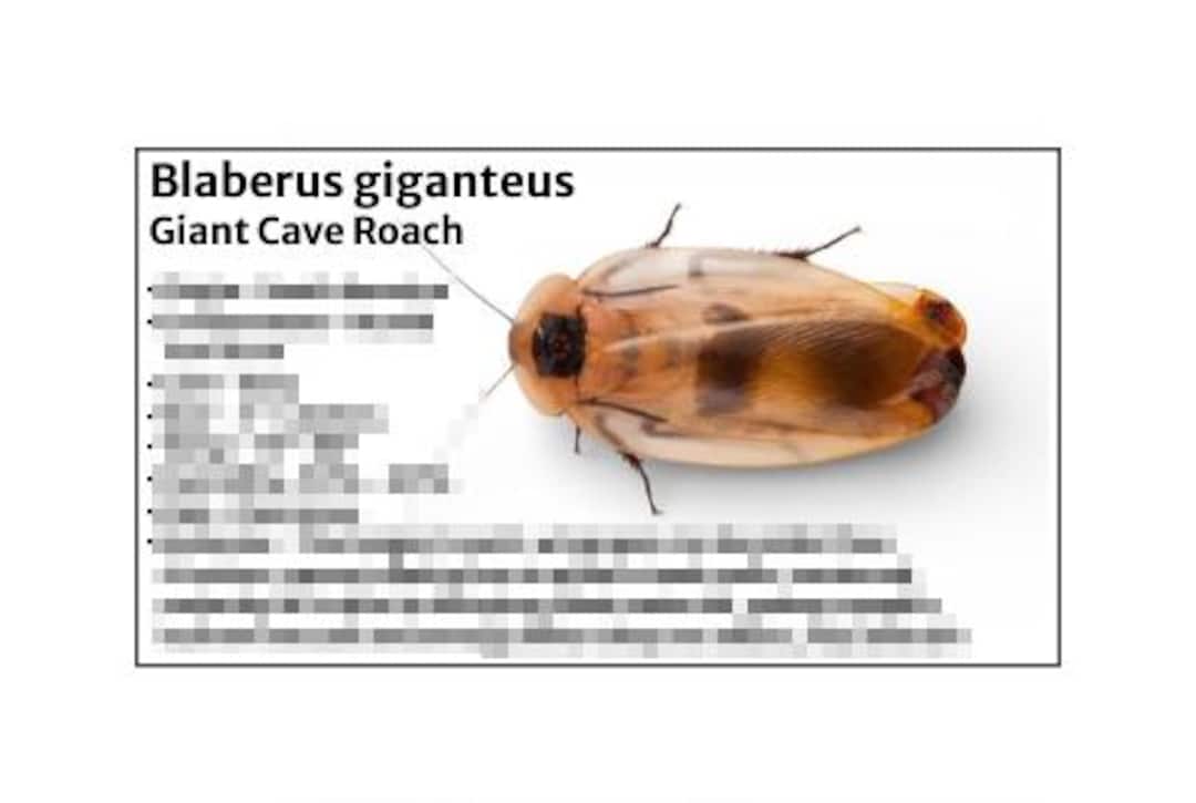 Roaches Label Giant Cave Roach -species Tank Identification Cards Waterproof ...