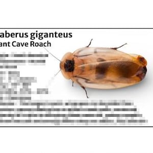 May include: A Giant Cave Roach, Blaberus giganteus, is shown on a white background. The insect has a light brown and dark brown body with visible antennae and legs. Text on the left side of the image identifies the insect.