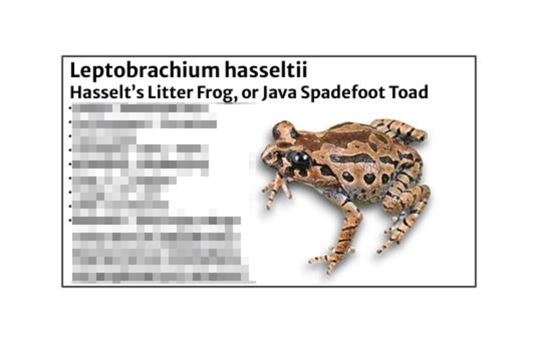 Hasselt’s Litter Frog or Java Spadefoot Toad - Species Tank ...
