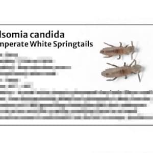 May include: A white rectangular card with the text "Folsomia candida Temperate White Springtails" and blurred text below. Two small, brown insects are visible near the top right corner of the card.