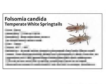 Temperate White Springtail -Species Tank Identification Cards Waterproof Laminated/Bin Labels