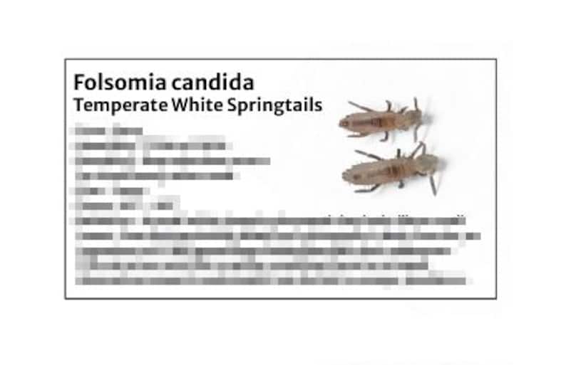 Temperate White Springtail -species Tank Identification Cards ...