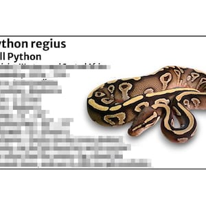 Ball Python Snakes - Species Tank Identification Cards Waterproof Laminated