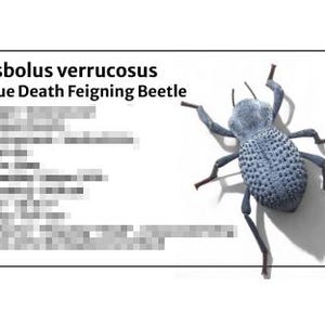 May include: A detailed image of a Blue Death Feigning Beetle, Asbolus verrucosus, with a textured, blue-grey body and dark legs and antennae. The beetle is positioned next to a white rectangle with text, including the beetle's name.