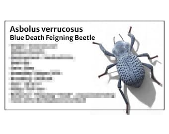 Blue Death Feigning Beetle -Species Tank Identification Cards Waterproof Laminated/Bin Labels
