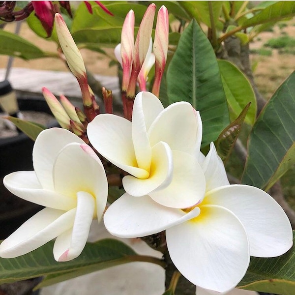 Samoan Fluff Plumeria (Unrooted Cutting)