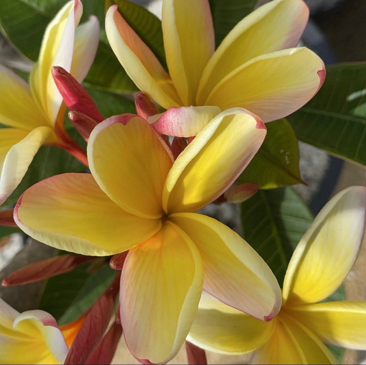 plumeriaオーダー受付　オーダー受付No.17 Moragne K.K Plumeria (rooted Plant) - Etsy