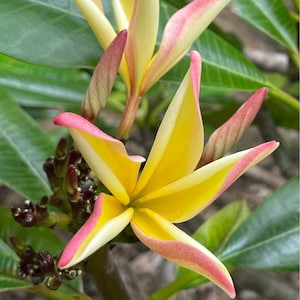 May include: A yellow and pink plumeria flower with five petals. The flower is in bloom and has a delicate, fragrant scent.