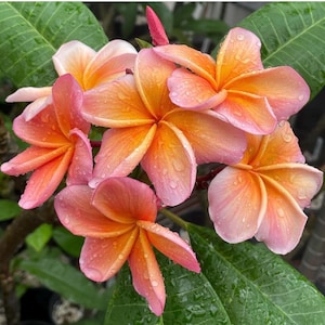 Kimo Plumeria (Unrooted Cutting)
