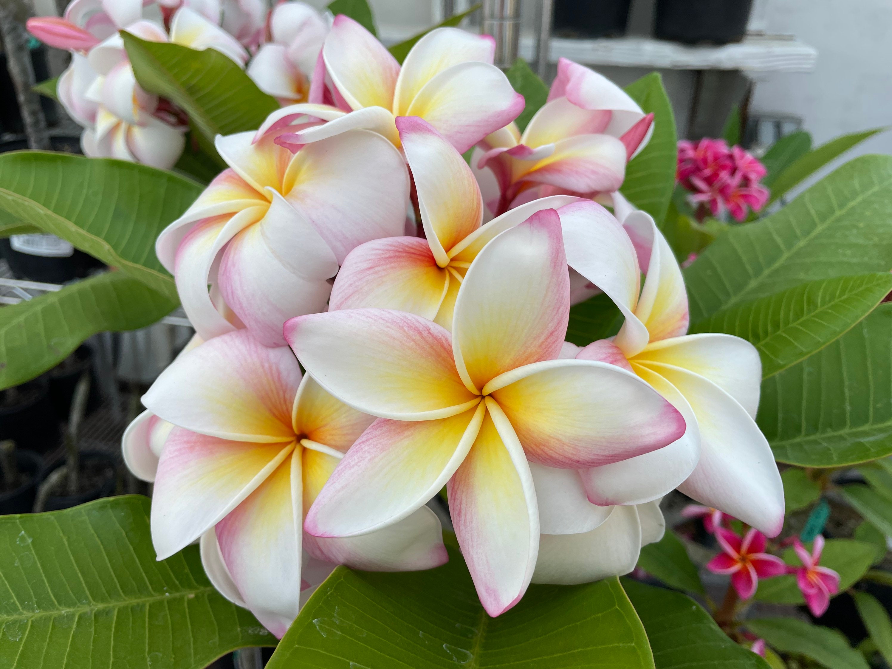 Daisy Wilcox Plumeria (rooted Plant) - Etsy