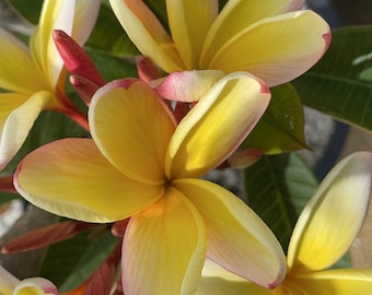 Paquete de semillas de plumeria Moragne K.K (5 semillas frescas)