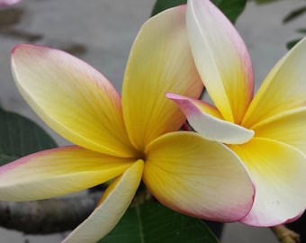 Moragne K.K Plumeria (Rooted Plant)