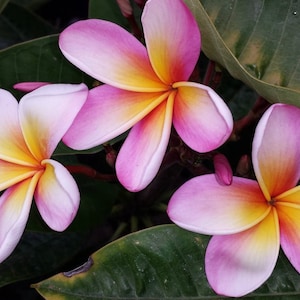Tahitian Sunset Plumeria (rooted Plant) - Etsy