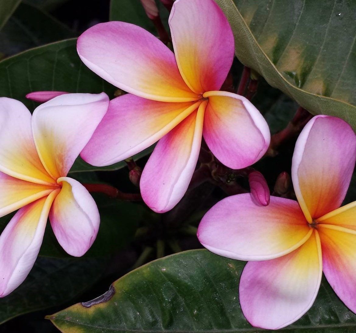 プルメリア Tahitian Sunset カット苗 Tahitian Sunset Plumeria (rooted Plant) - Etsy